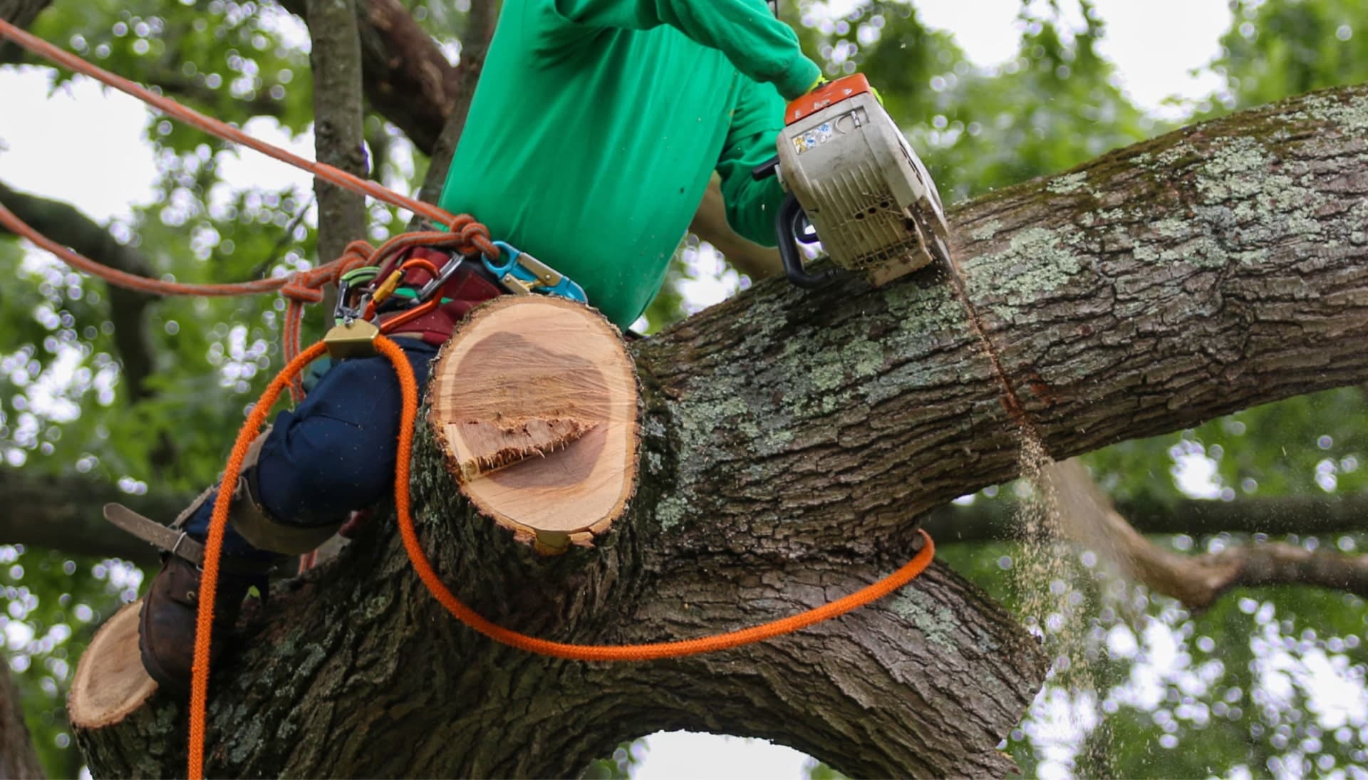 Our team is committed to making the process of tree care and removal affordable in San Francisco, California