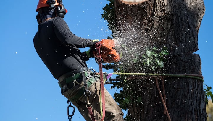 offering best tree removal solutions in San Francisco, California