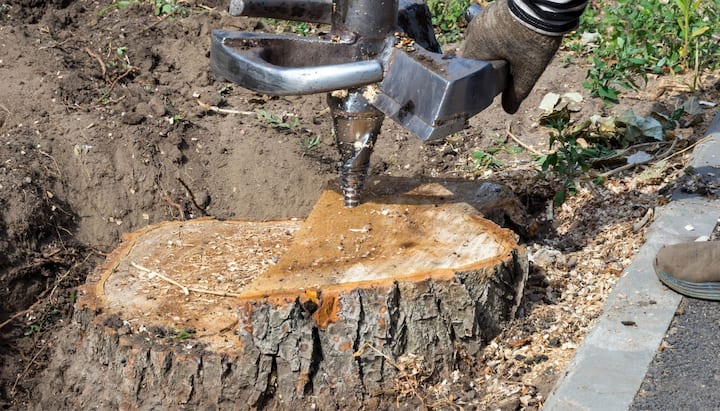 Tree Stump Removal Specialists in San Francisco, California